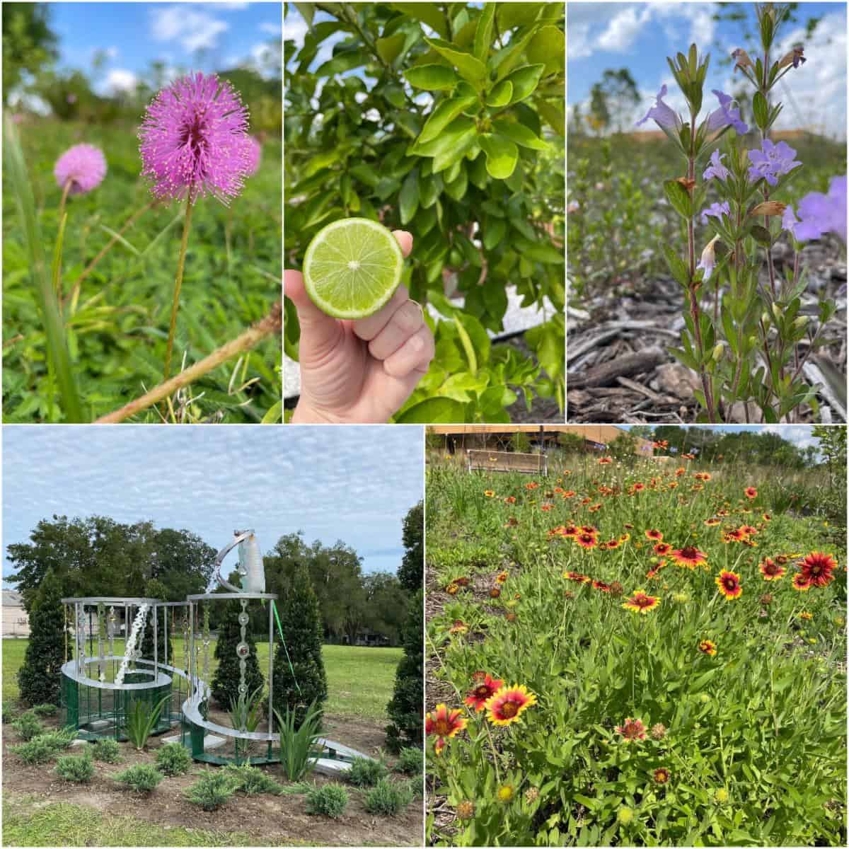 Harrell Family Botanical Garden Tour