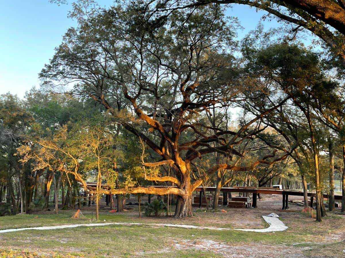 Crenshaw Canopy Walk